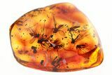 Fossil Fungus Gnat Swarm, Dung Midge, Ant, and Beetle In Amber #349419-2